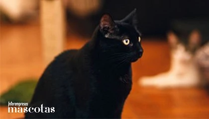 Foto de Sanicat desmonta los mitos y supersticiones más populares sobre los felinos