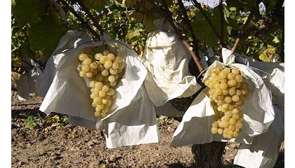 Foto de Asaja Murcia prev calidad extraordinaria para la uva de mesa murciana esta campaa