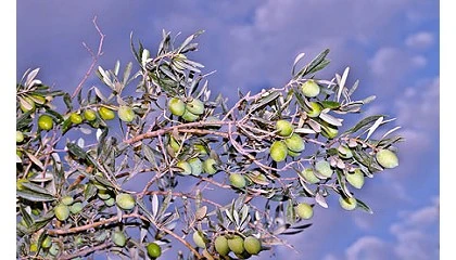 Foto de Calidad y control en el aceite de oliva