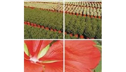 Foto de La exportacin espaola de planta y flor creci un 10% hasta septiembre