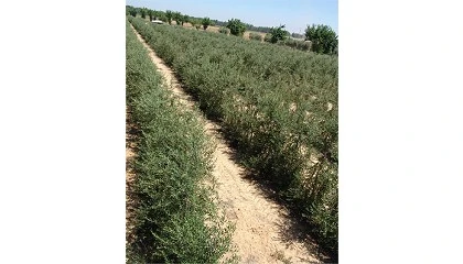 Foto de Manejo del riego y la poda en plantaciones de olivar en seto