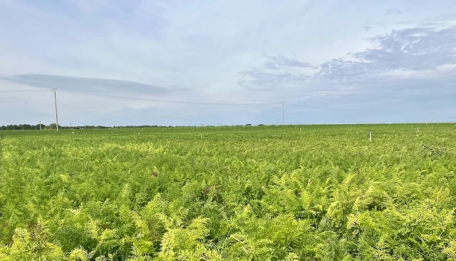 Foto de Los retos de la horticultura extensiva, a debate el pr�ximo 15 de enero en Cu�llar