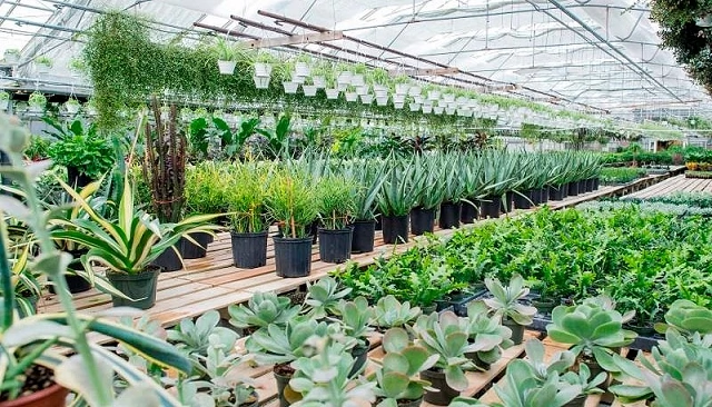 Foto de Las exportaciones españolas de flor y planta viva crecen un 2% y alcanzan los 485 millones hasta julio