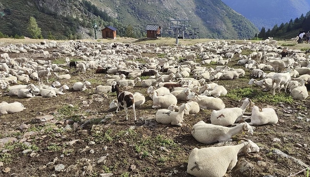 Foto de ¿Qué hacen los animales cuando nadie los ve?