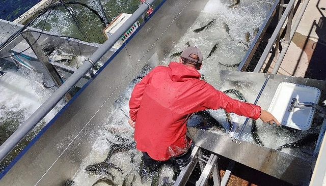 Foto de Las industrias pesqueras aprietan las tuercas por Navidad