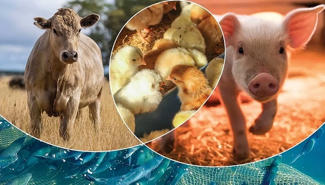 Foto de La producci�n mundial de prote�na animal se desacelera: el marisco y la avicultura liderar�n en 2026