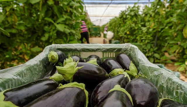 Foto de La agricultura ecológica en España, en fase de madurez y expansión