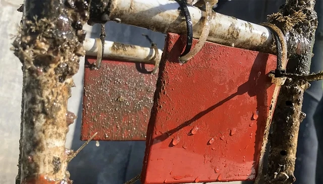 Foto de P�ptidos de cianobacterias abren una v�a no t�xica para recubrimientos antifouling