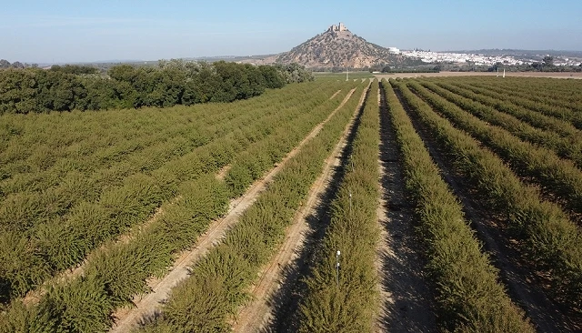Foto de Variabilidad en tamaño de copa y su impacto en el riego en almendro