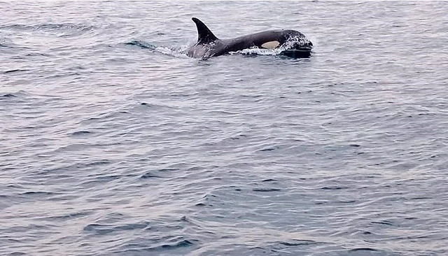 Foto de Entrada en vigor del Tratado de Alta Mar: ¿un salvavidas para los océanos?