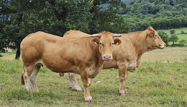 Foto de El vacuno de carne gallego afronta precios históricos con escasez de ganado y falta de relevo generacional