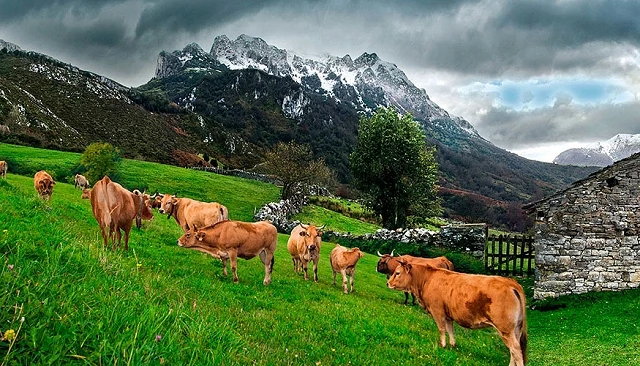 Foto de Ternera Asturiana pide medidas “urgentes” ante la escasez de terneros cebados