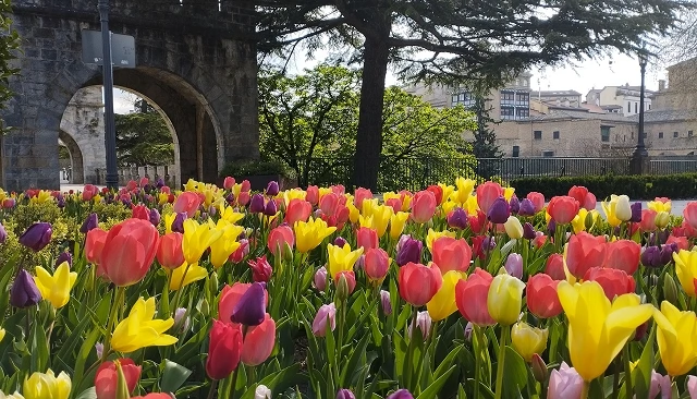 Foto de Pamplona asiste a la floración de 67.000 bulbos