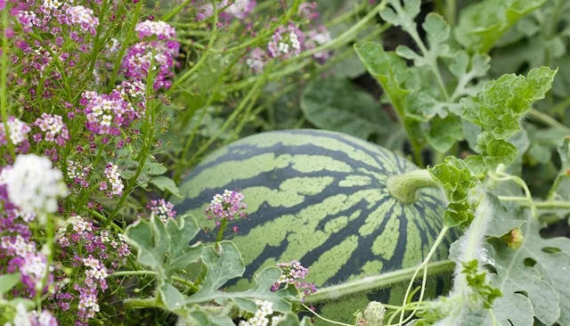 Foto de Almería cultivará un 7% más de superficie de sandía y un 4% más de melón en la campaña 2025/2026