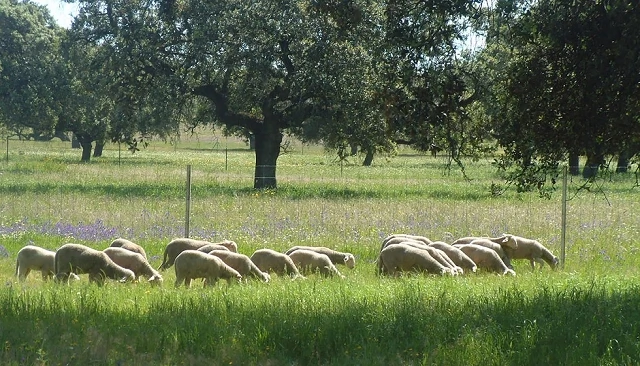 Foto de Análisis de la producción de cordero en primavera