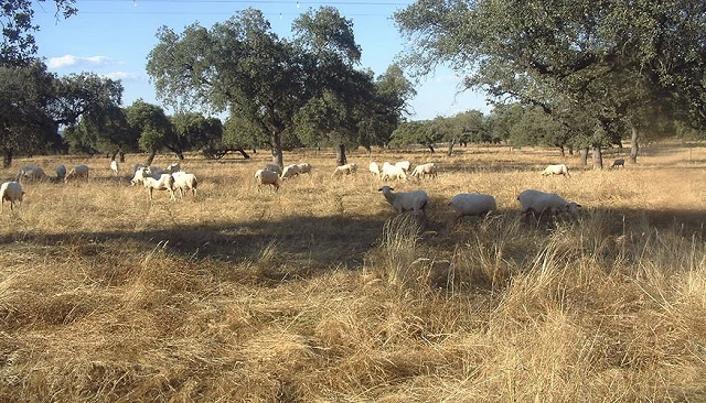Foto de An�lisis de la producci�n de lana merina seg�n variables descriptivas de producci�n de corderos