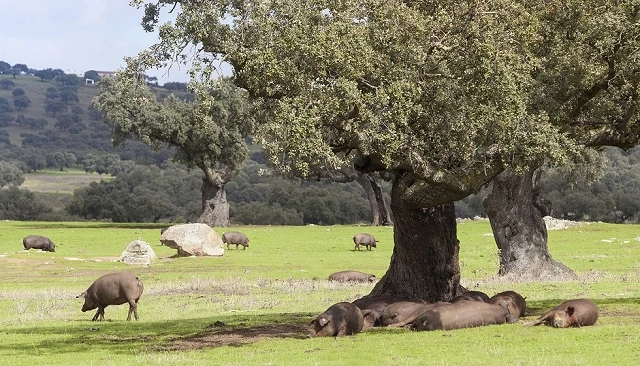 Foto de Extremadura publica las condiciones para el porcino que da origen a productos ‘de bellota’