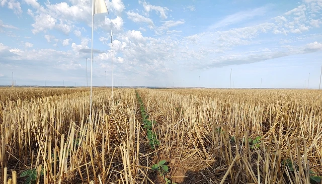 Foto de El control de malas hierbas en el cultivo de soja: ¿Qué podemos hacer sin metribuzina?