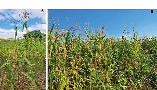 Foto de Impacto potencial de la introducción de teosinte en el cultivo de maíz en la Unión Europea