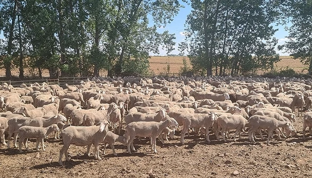 Foto de Actualizaci�n de la presencia de resistencias a los f�rmacos antihelm�nticos en el ganado ovino de Le�n y Zamora