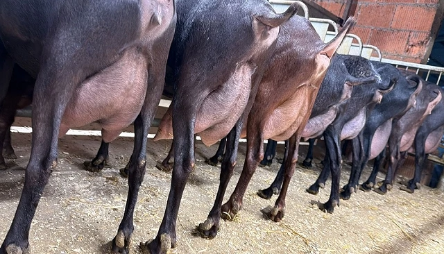 Foto de La ca�da de la producci�n acelera el cambio de tendencia y los precios hist�ricos en caprino