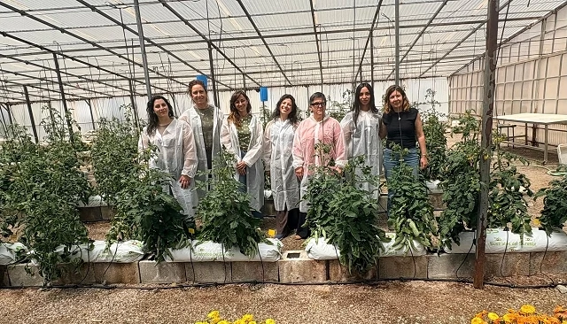 Foto de Un proyecto del CEBAS-CSIC permitirá recuperar variedades tradicionales de tomate frente al cambio climático