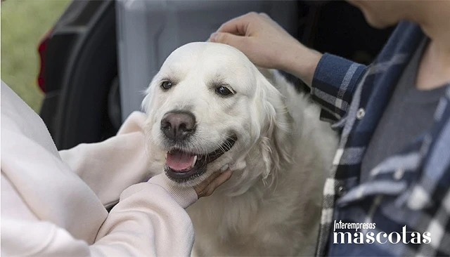 Foto de petolo, seguro veterinario digital del Grupo Zurich Alemania, llega a España con cobertura de enfermedades congénitas y libre elección de clínica