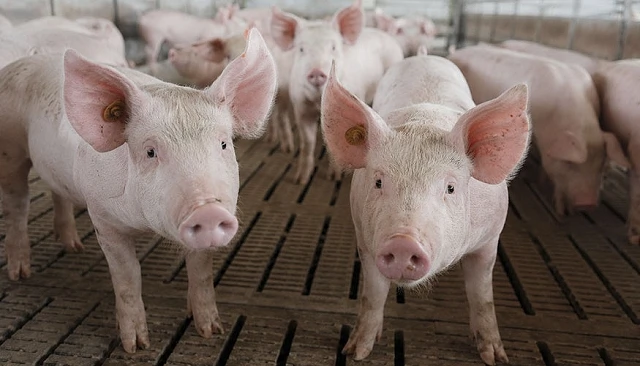 Foto de Filipinas acepta la regionalización frente a la peste porcina y reabre su mercado a España