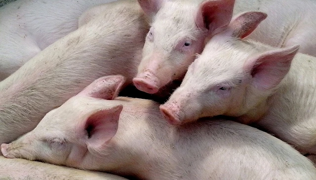 Foto de Lonja Agropecuaria de Segovia - Cotizaciones de Ovino y Porcino (Semana 22, 21/05/2026)