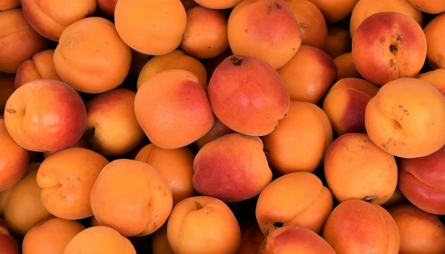 Foto de La cosecha de fruta de hueso alcanzará los 1,5 millones de toneladas en 2026, un 6% más