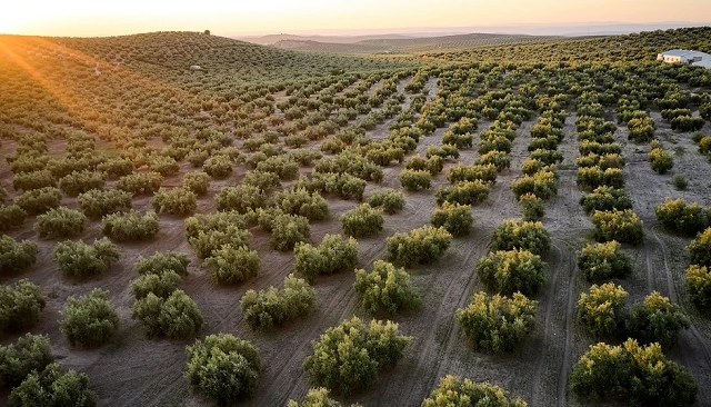 Foto de COAG reclama al Gobierno la bajada de los módulos del olivar por la subida de costes