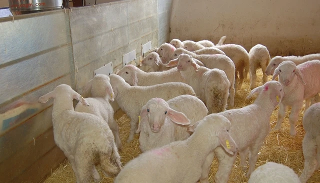 Foto de Lonja Agropecuaria de Salamanca - Cotizaciones de Ovino (25/05/2026)