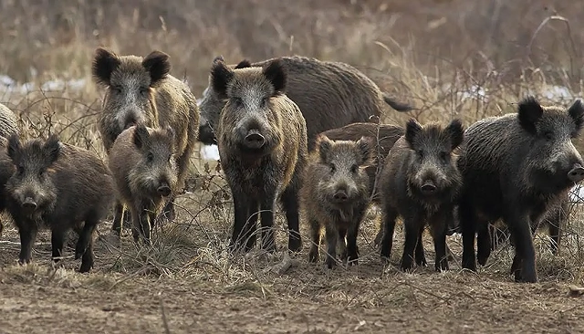 Foto de Aragón, Valencia y Cataluña se reunirán para abordar conjuntamente la peste porcina