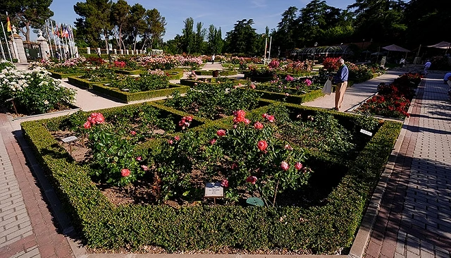 Foto de Un rosal alemán floribunda gana la Medalla de Oro en el 70°Concurso Internacional de Rosas Nuevas Villa de Madrid