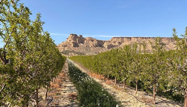 Photo de Demoalmendro 2026 será el punto de encuentro del sector el próximo 2 de junio en Huesca