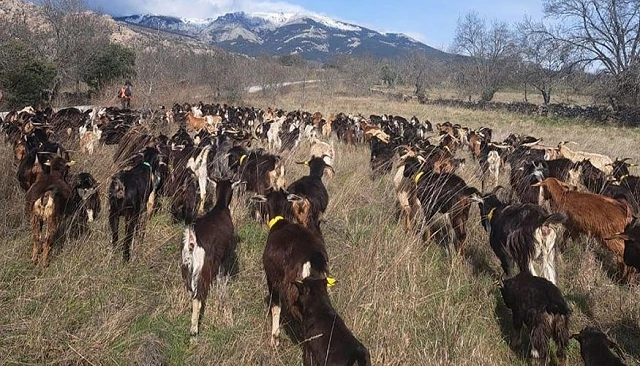 Foto de Soto del Real apuesta por el pastoreo de cabras para desbrozar zonas verdes