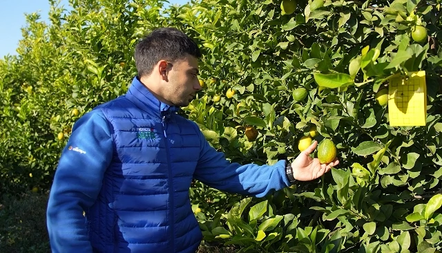 Foto de El MAPA publica las �rdenes que homologan los contratos-tipo de limones y pomelos para las tres pr�ximas campa�as
