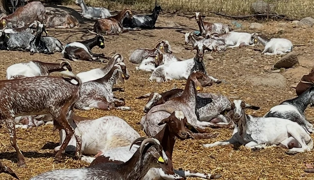 Foto de Acriflor suma una nueva ganader�a de raza Florida en la provincia de Badajoz