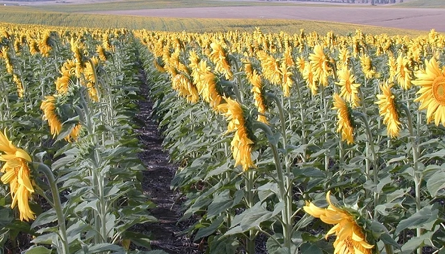 Foto de La campaña de girasol en Andalucía comienza con buenas previsiones y predominio del alto oleico