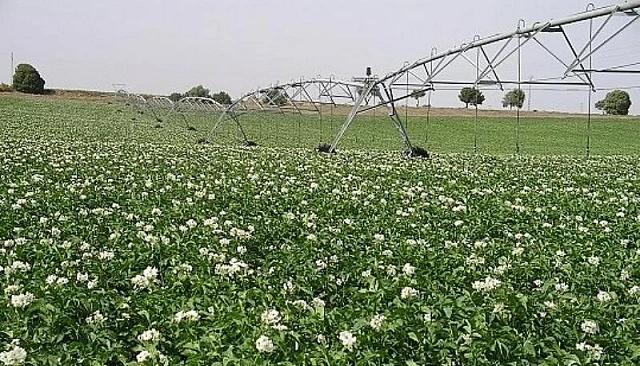 Foto de El sector de la patata encara una nueva campaña con menos hectáreas y costes al alza