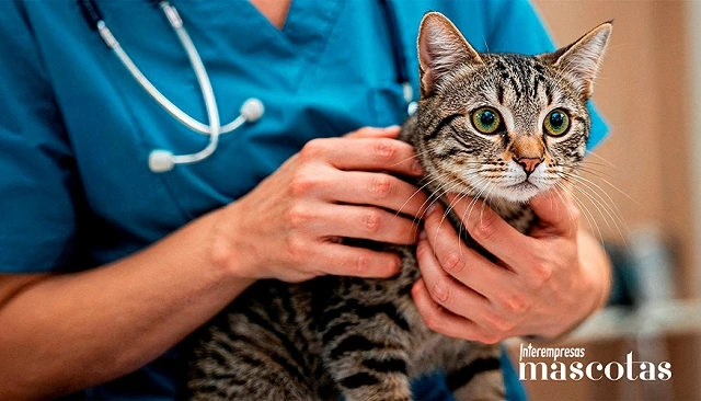 Foto de M�s de 1.600 veterinarios en el congreso online sobre Medicina Cardiorrenal Felina de Boehringer Ingelheim