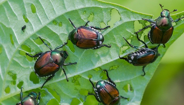 Foto de Un método sostenible produce feromonas como alternativa a los pesticidas en el control de plagas