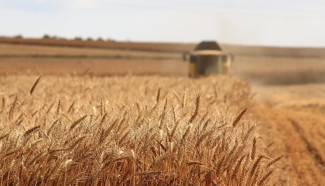 Foto de Los operadores de cereal revisan a la baja su primera estimación de cosecha en España