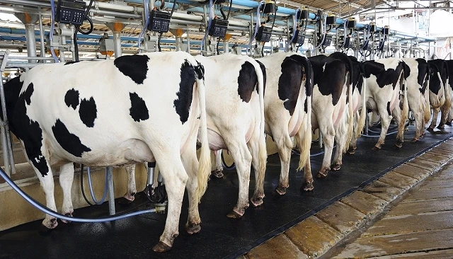 Foto de Un proyecto busca utilizar la leche de transici�n bovina para nutrici�n humana