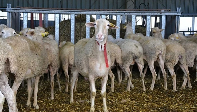 Photo de Anafric reunir� al sector ovino-caprino en Cuenca para abordar los retos de futuro