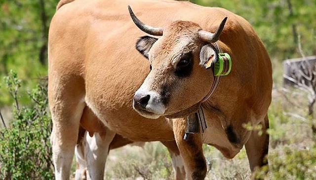 Photo de �xito de la iniciativa de vallados virtuales con collares para el ganado en Zamora