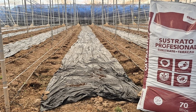 Fotografia de Nuevo sustrato para hoyos de plantaci�n de Gramoflor