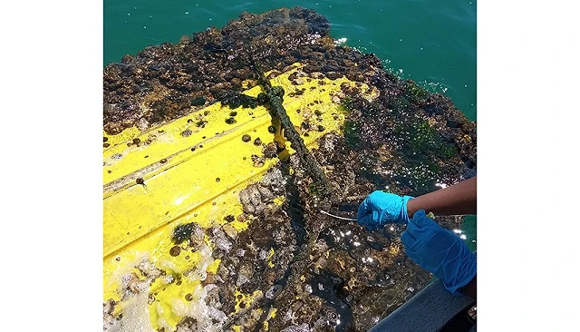 Photo de Un proyecto valenciano transforma residuos portuarios en soluciones sostenibles para reducir la contaminaci�n marina