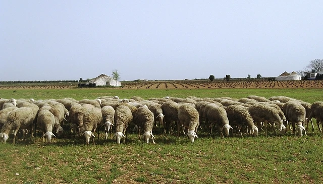 Foto de Castilla-La Mancha apuesta por la innovación y la digitalización de la ganadería extensiva