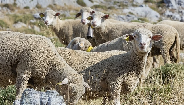 Foto de Extremadura reconoce el derecho a las ayudas para ganaderos de ovino y caprino por lengua azul